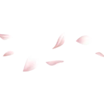 Pétale de fleur de cerisier